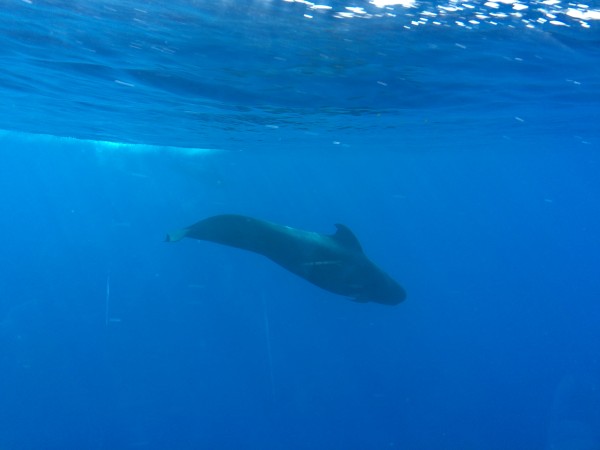 Avistamiento de cetáceos en La Palma. En este foto un calderón