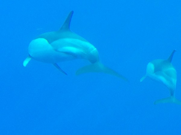 Mamá y bebé delfín