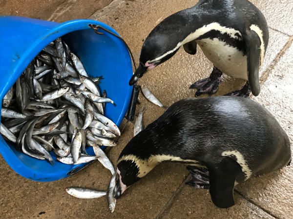 Flipando con lo suavecitos que son los pingüinos