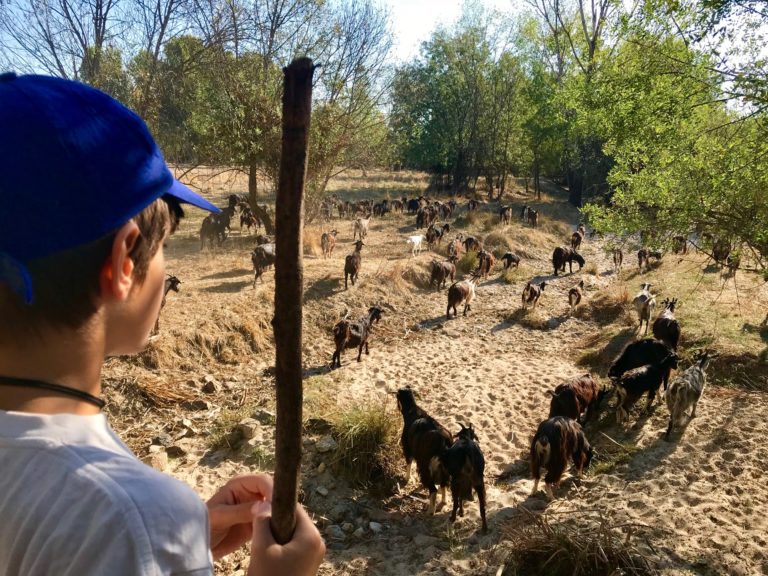 Pastoras por un día con el rebaño de cabras de El Boalo