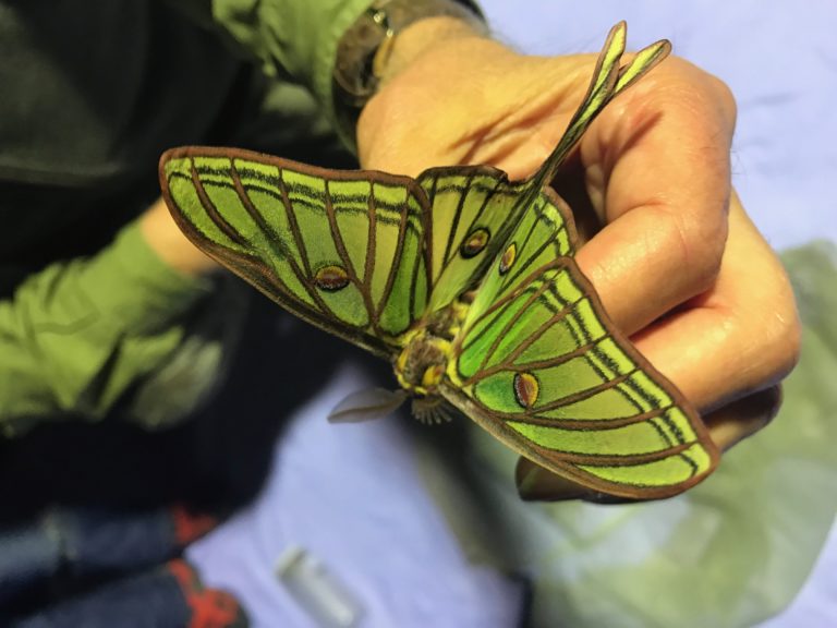 Descubriendo las preciosas mariposas Isabelinas en la sierra de Madrid